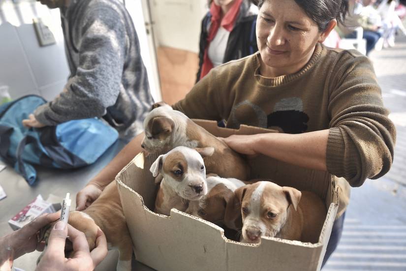 La Municipalidad ya brindó atención a más de 48.300 animales de compañía