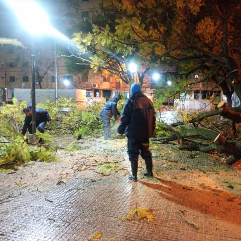 Tras la lluvia y el viento, las cuadrillas municipales levantan los árboles caídos